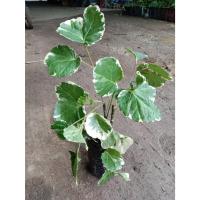 ราคา ต้นพันธุ์ เล็บครุฑกระจก ครุฑตีนกบ เล็บครุฑมือกบ ถุงดำพร้อมปลูก 29 บาท ปลูกแล้วช่วยให้ร่มเย็นเป็นสุข สงบสุข ปลอดภัย (42869136774)