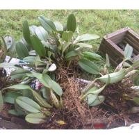 ราคา เอื้องผึ้ง กล้วยไม้สกุลหวาย 1ต้นพันธุ์หายาก (44422948301)