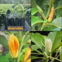 ราคา (สั่งขั้นต่ำ4ต้น) ต้น จำปีขาว จำปา จำปี จำปา สี ขาว เหลือง ต้นจำปี ต้นจำปา / เยาวลักษณ์ (23019623827)
