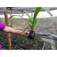 ราคา พลับพลึง กทม 30-40 พลับพลีงสีขาว ขั้นต่ำ 4 ต้น ส่งแบบหัวมีใบนิดหน่อยนะคะ (อ่านรายละเอียดข้างล่างก่อนสั่งซื้อ) (5157584263)