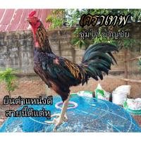 ราคา ไข่เชื้อ ไข่ไก่ชน พม่าม้าล่อ เคราเทพ ซุ้มขวัญชัย (10444214584)