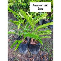 ราคา ต้นเมตตามหานิยม เมตตามหานิยม (41502208204)