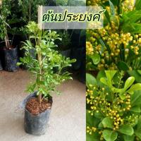 ราคา ต้นประยงค์ไม้ประดับยอดนิยมดอกหอมสูง40-45 ซม (23889126143)