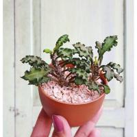 ราคา ยูโฟเบีย ไดโนเสาร์ ใบหยัก Euphorbia decaryi (4101985832)