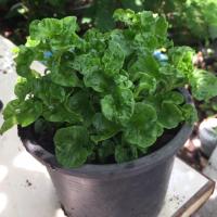 ราคา วอเตอร์เครสฮาวาย ผักสลัดน้ำ ผักเป็ดน้ำ (3147821248)