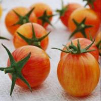 ราคา 50 เมล็ด เมล็ดมะเขือเทศ เมล็ดผักสวนครัว ปลูกได้ทุกที่ Tomato seeds สายพันธุ์ Sunrise Bumblebee (40622859699)
