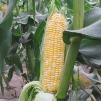 ราคา เมล็ดพันธุ์ ข้าวโพดหวาน (F1 SUPER SWEET CORN SEEDS) บรรจุ 20 เมล็ด-ข้าวโพดที่กินได้เลย (45052057993)