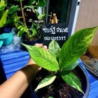 ราคา เศรษฐีวินสัน ไม้ด่าง ไม้มงคล (7693759861)