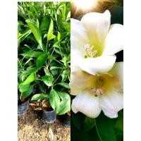 ราคา ต้นแก้วมุกดา ขนาดต้น 70-90ซม. ต้นแข็งแรง ไม้พุ่ม (49452080996)