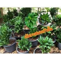 ราคา ต้นวาสนาเก้าชั้น ไม้มงคล เสริมโชค ขนาดกระถาง 6 นิ้ว (1 ต้น/แพ็ค) (6940155082)