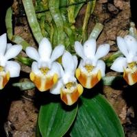 ราคา กล้วยไม้ ฟาแลนนอปซิส ล๊อบบิไอ phalaenopsis lobbii (21828111738)