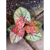 ราคา ทองนพเก้า G2 ในกระถาง4” (28625374253)