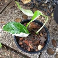 ราคา อิพิด่างขาวด่างทุกใบ (7094980931)