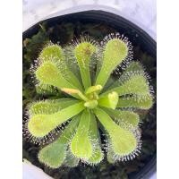 ราคา หยาดน้ำค้าง Drosera venusta พืชกินแมลง (23788266039)