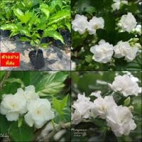 ราคา (2ต้น) ต้น พุดกุหลาบ ต้นพุดกุหลาบ / happy (19278550978)