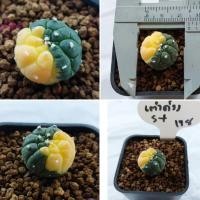 ราคา แอสโตรด่าง เต่าด่าง สวยๆ 1ต้น (11087332141)