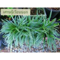 ราคา เศรษฐีเรือนนอก ต้นไม้มงคลฟอกอากาศ (13333512495)