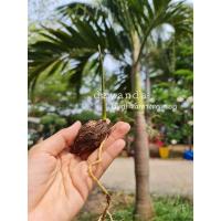 ราคา เมล็ดต้นพันธุ์ปาล์มหางกระรอก foxtail palm พร้อมปลูก เม็ดละ 5 บาท (8535616956)