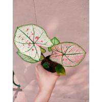 ราคา บอนสี มงกุฎเพรช นพเก้า ดวงอัมพร กุมภกรรณ กวนอู บับเบิ้ล ไทยนิยม (24858530234)