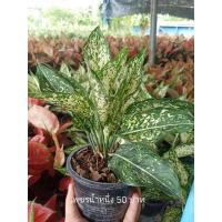 ราคา ต้นไม้มงคลต้นไม้ฟอกอากาศต้นเพชรน้ำหนึ่ง (9585202881)