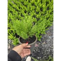 ราคา ต้นปริกหางกระรอก กระถาง 6 นิ้ว (41257305981)