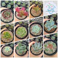ราคา กุหลาบหิน/ไม้อวบน้ำ นำเข้า (Succulents) กระถาง 2 นิ้ว (5987877143)