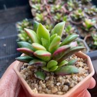 ราคา ต้น ลูกชุบ กระถาง 2 นิ้ว กระบองเพชร ตะบองเพชร เเคคตัส จิ๋ว (18887352155)