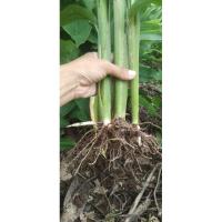 ราคา ต้นพันธุ์สาคูขาวหรือสาคูไทย 10 ต้น 99 บาท (25883258423)