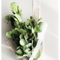 ราคา Lovely green leaves(ขนาด20cm.) (41805226934)