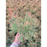 ราคา ต้นสนหอม สนหอมไล่ยุง ขนาดกระถาง 5.5 นิ้ว (41714898428)