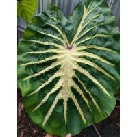 ราคา Colocasia White Lavaตัดสด (18024357571)