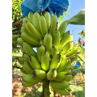 ราคา กล้วยไข่พระตะบอง หน่อกล้วยไข่พระตะบอง สายพันธุ์แท้ (26821028064)