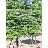 ราคา แก้วเจ้าจอม ใส่กระถาง เบอร์10 (43372913393)