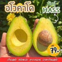 ราคา QN แฮส Hass อโว Avocado อโวคาโด =1กิโลกรัม= พันธุ์แฮส อโวคาโด้ อโวคาโด อะโวคาโดสด อโวคาโด อโวคาโด้ อโวคาโด อะโวคาโดสด (42605616162)