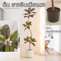 ราคา ต้นยางอินเดียแดง ยางอินเดียดำ ต้นไม้แต่งบ้าน ต้นไม้มงคล ฟร์อมใหญ่ พร้อมส่งในไทย แต่งบ้านคาเฟ่ Plant-L(YDR) (22382531751)