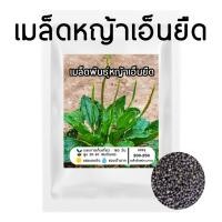 ราคา เมล็ดผักกาดน้ำหรือหญ้าเอ็นยืด [250-300เมล็ด/ซอง] (24777509212)