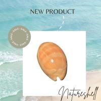 ราคา หอยเบี้ยแก้ , หอยเบี้ยสีสวย,เปลือกหอยแท้ธรรมชาติ,ของประดับตกแต่ง (21231336909)