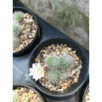 ราคา แคคตัส รีบูเทีย ดอกสีชมพูขาว ออกดอกเก่ง แตกก่อเก่ง (7379771240)