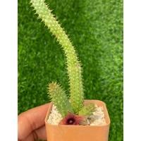 ราคา เก๋งจีน ดอกสวยมาก ไม้หายากแคคตัสไม้อวบน้ำ (21174946651)