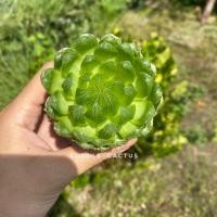 ราคา ไม้อวบน้ำ ฮาโวเทีย Haworthia Emerald LED (9325356406)