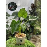 ราคา ต้นนางกวัก ต้นไม้มงคลช่วยกวักเงินกวักทองเรียกโชคลาภ (9867560785)