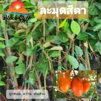 ราคา ต้นละมุดสีดา ละมุด ผลไม้ สมุนไพร ผลไม้ (6592494180)