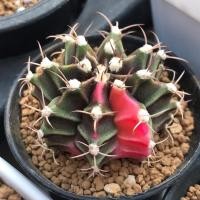 ราคา ยิมโน มิฮาโนด่าง Gymnocalycium mihanovichii variegata (9951876302)