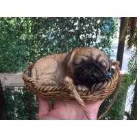 ราคา โมเดล หมาปั๊ก pug แขวน พร้อมส่ง (12860034515)