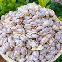 ราคา ฟาร์มต้มถั่วลิสงแห้งเกลือน้ําถั่วลิสงเค็มหยกขาวเค็มแห้งเคี้ยวหนึบ 0.5กก20251128 (53252266815)