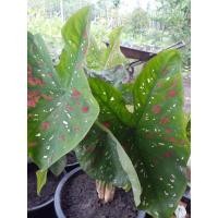 ราคา ต้นบอลสีสาวน้อยปะแป้งราชินีใบไม้ (8082502921)