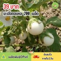 ราคา เมล็ดพันธุ์มะเขือตอแหลหรือมะเขือสะดิ้ง 200 เมล็ด (44368186789)