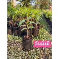 ราคา ต้นมั่งมี หรือเฉียงพร้านางแอ ไม้ล้อมเศรษฐกิจ ไม้มงคลคู่บ้าน ไซส์ 30-40ซม. (17494821388)