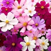 ราคา 100 เมล็ด เมล็ดพันธุ์ ดาวกระจาย คำเมืองไหล คอสมอส ดาวกระจายฝรั่ง Cosmos Seeds ดอกคละสีม่วง (42573685755)