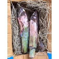 ราคา หน่อกล้วยน้ำว้า มะลิอ่อง แท้ 100% (จำนวน 1 หน่อ) ต้นใหญ่ ลำต้นสูง เครือใหญ่ ลูกดก (8836636260)